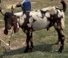 Goat for Qurbani 50K