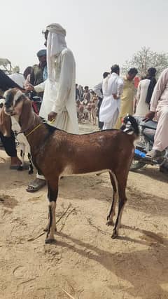 bakra