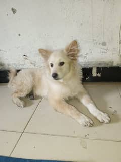 Indian spitz