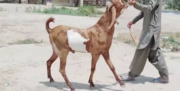 desi Bakra for sale 03282741035