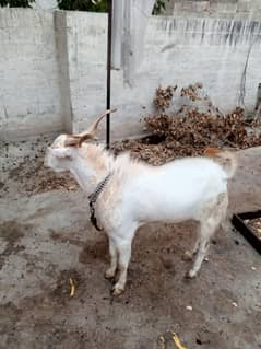Bakra