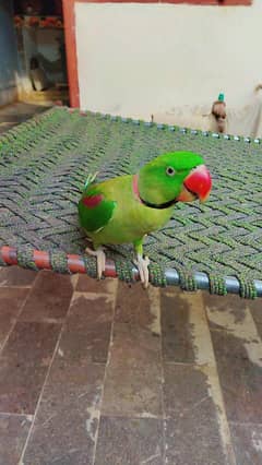 Raw parrot full tame full talking Friendly