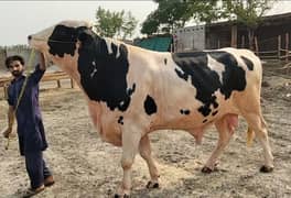 Bachra For Qurbani (10 Mun Meat Weight)