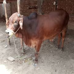 vacchy for sale in taj pura
