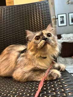 Siberian grey black kitten