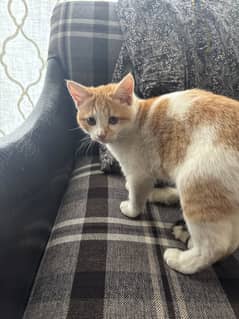 Persian