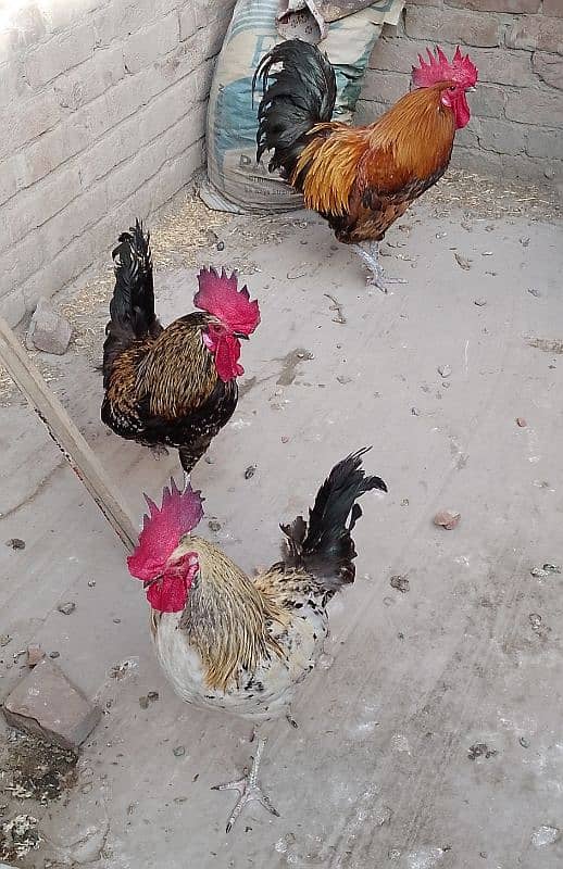 MashAllah full active & healthy 3Desi Murghe for sale. Per Murgha 2500. 0