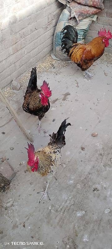 MashAllah full active & healthy 3Desi Murghe for sale. Per Murgha 2500. 1