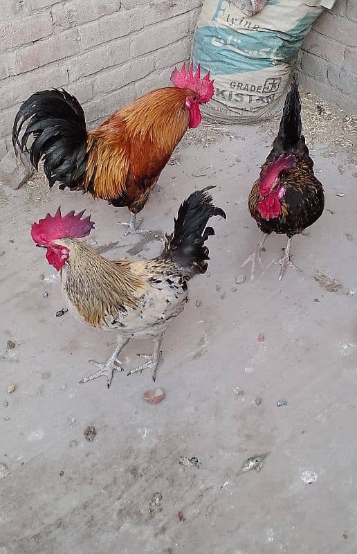 MashAllah full active & healthy 3Desi Murghe for sale. Per Murgha 2500. 3