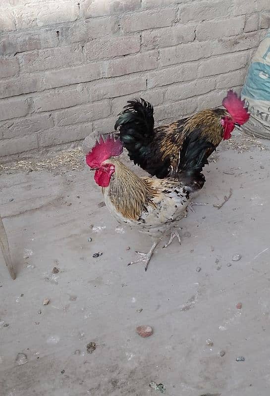 MashAllah full active & healthy 3Desi Murghe for sale. Per Murgha 2500. 4