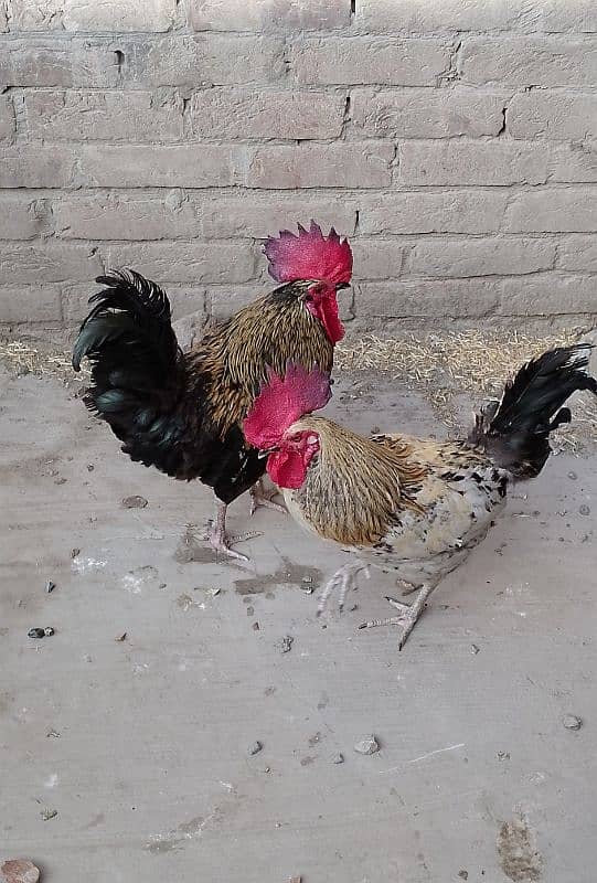 MashAllah full active & healthy 3Desi Murghe for sale. Per Murgha 2500. 5