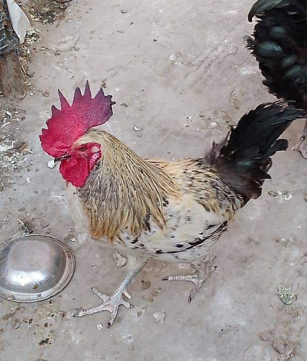 MashAllah full active & healthy 3Desi Murghe for sale. Per Murgha 2500. 6