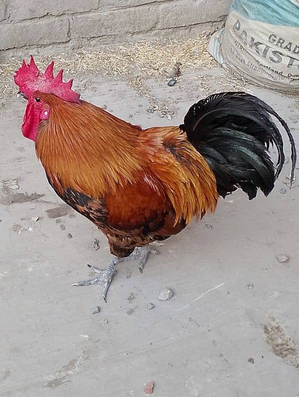 MashAllah full active & healthy 3Desi Murghe for sale. Per Murgha 2500. 7