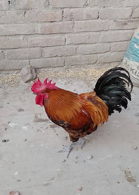 MashAllah full active & healthy 3Desi Murghe for sale. Per Murgha 2500. 8