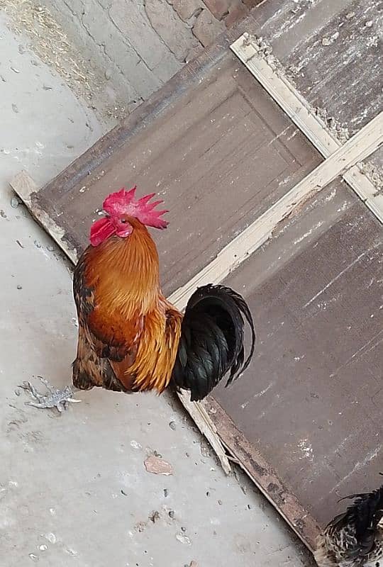 MashAllah full active & healthy 3Desi Murghe for sale. Per Murgha 2500. 9