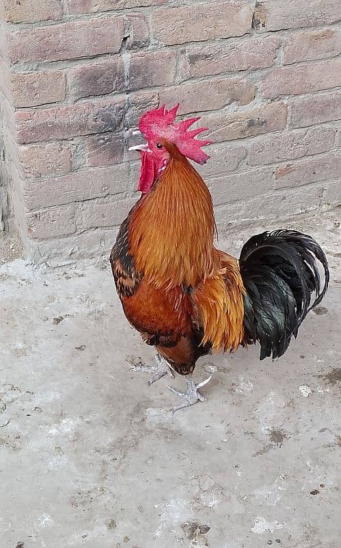 MashAllah full active & healthy 3Desi Murghe for sale. Per Murgha 2500. 12