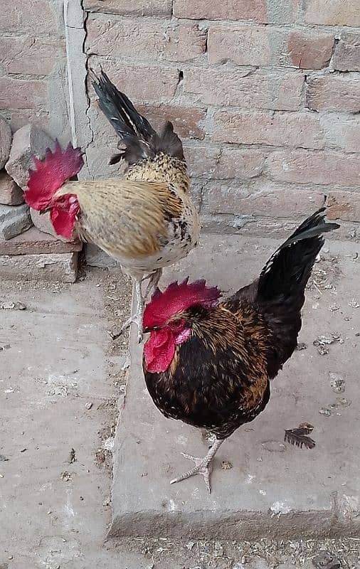 MashAllah full active & healthy 3Desi Murghe for sale. Per Murgha 2500. 17