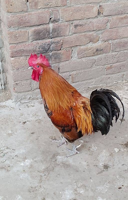 MashAllah full active & healthy 3Desi Murghe for sale. Per Murgha 2500. 18