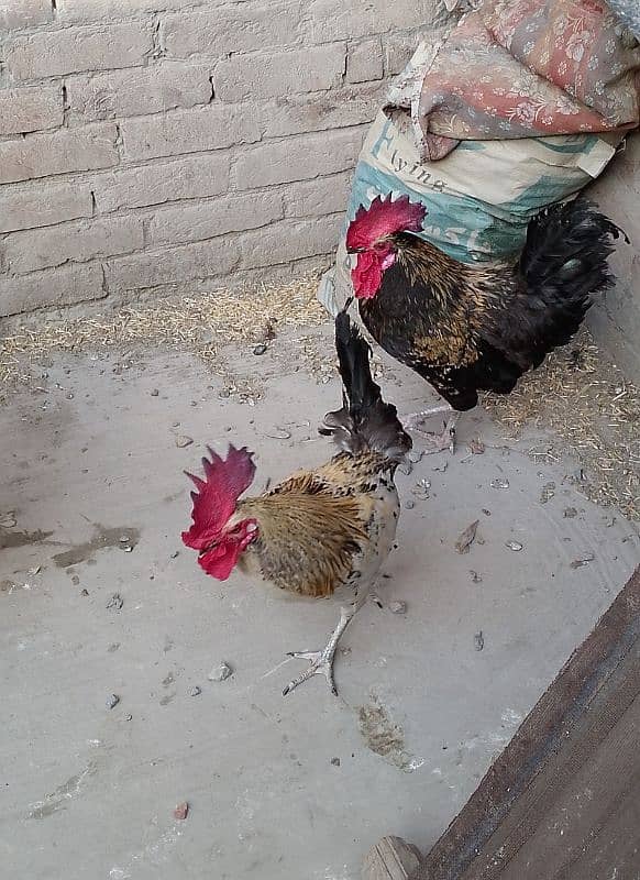 MashAllah full active & healthy 3Desi Murghe for sale. Per Murgha 2500. 19