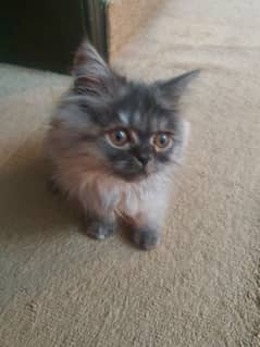 Persian Kitten 2 months old