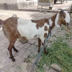 Urgent for sale