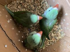 Raw baby parrot