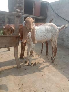 2no bakri han