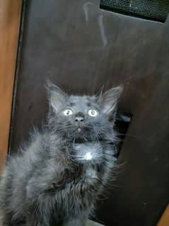 kitten for adoption only 2500 2 kittens