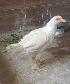 aseel for sale