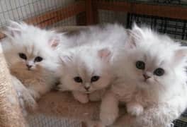 Persian kitten | Triple long coated | punch Face| Blue Eyes kittenskit