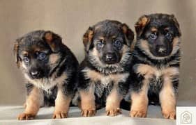 German Shepherd Puppies | GSD | Double , Triple , Long Coat Puppies