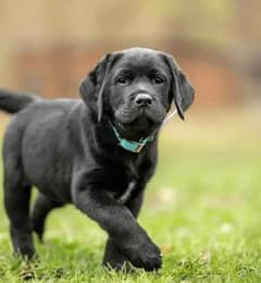 Labrador