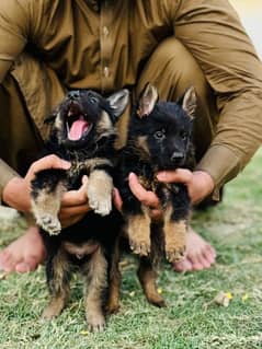 german shefard triple coat babies