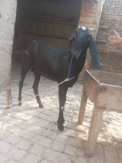 Desi goat for sale 18 month age hai