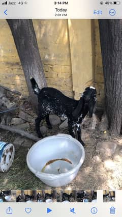 Bakri