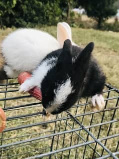 Bunnies for Sale