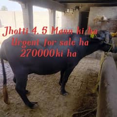 Urgent for sale