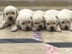 British Labra | Puppies | labrador | Dog | Labra Puppy | Labra
