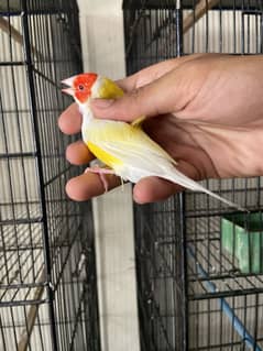 Redeye
