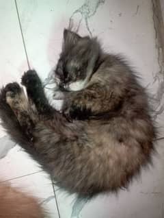 Persian cat triple coat