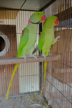 raw pair age 3 healthy