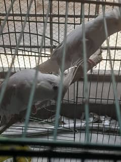 partot for sale