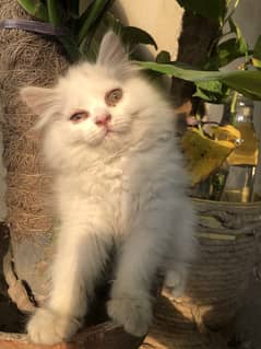 Persian female kitten for sale