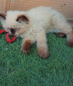 Piki face himalyan kitten