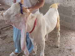 Bakra
