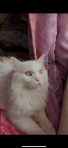 2 persian cats available for sale