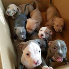 American pit bull / Pitbull / American bull