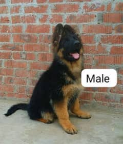 German shepherd puppies Double Coat Whatsapp 03221185228