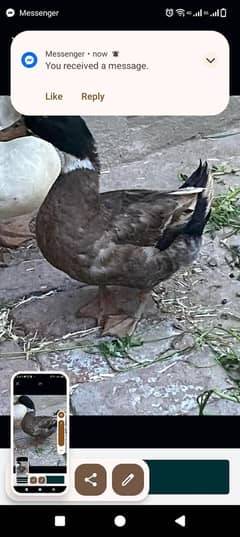duck male