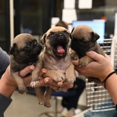 Pug puppies / Pug Pair For Sale